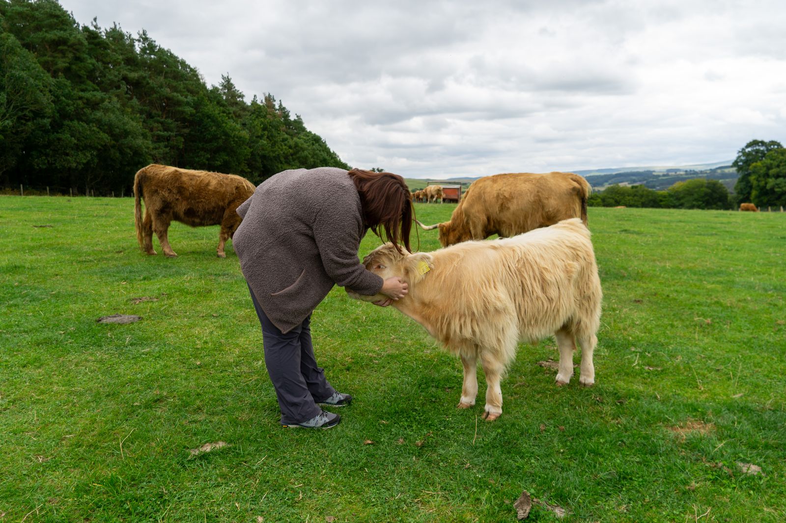 Petting Highland Cows