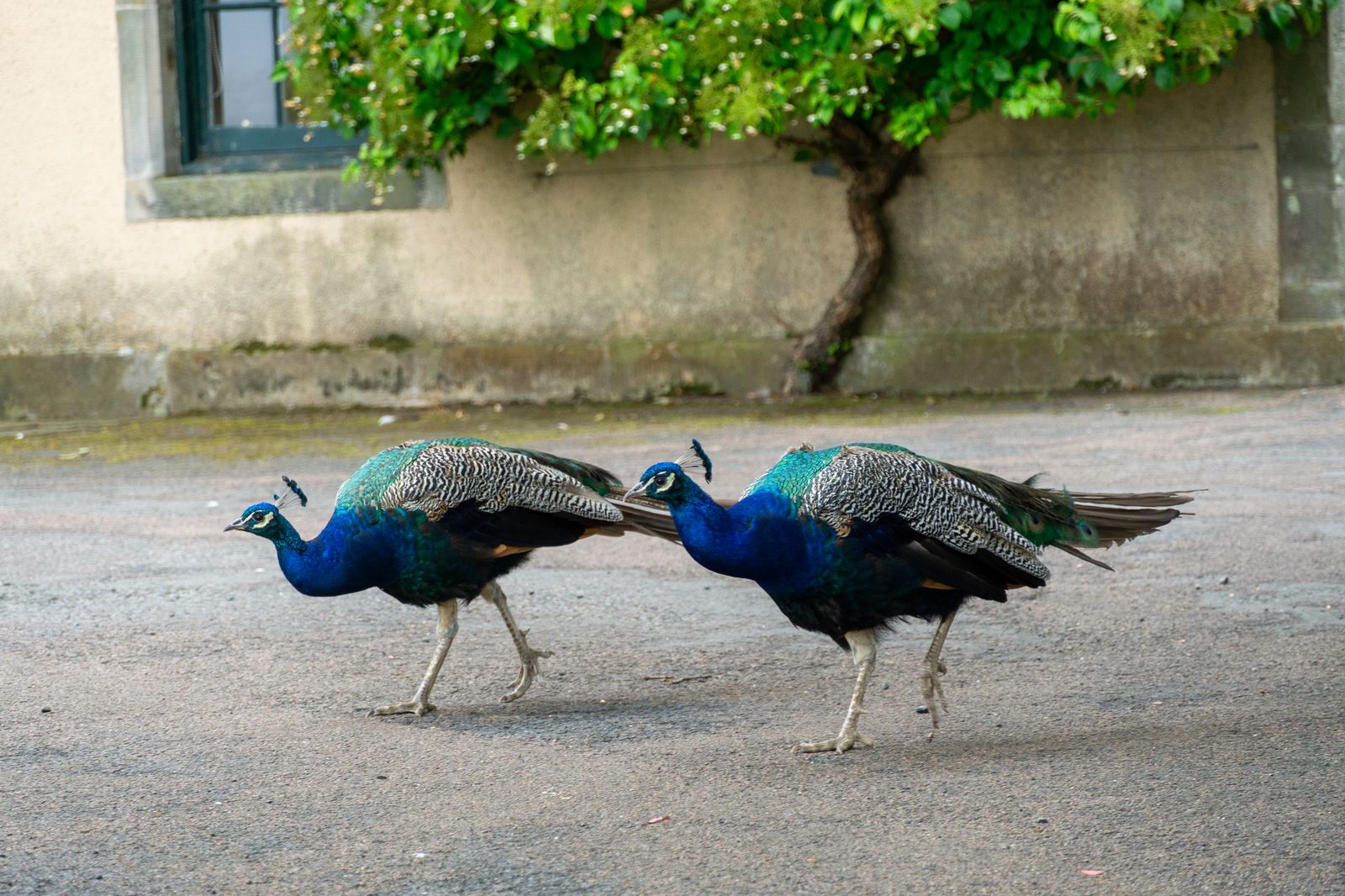 Peacocks at the House of the Binns