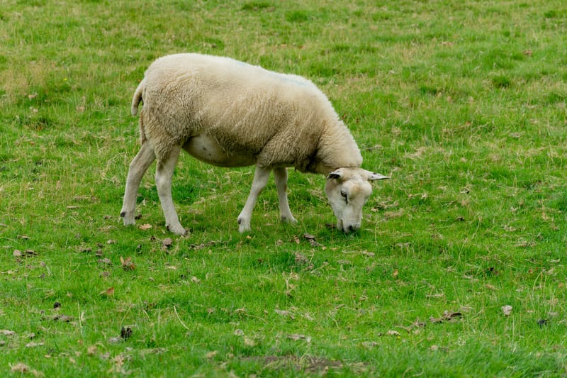 Sheep at the House of the Binns