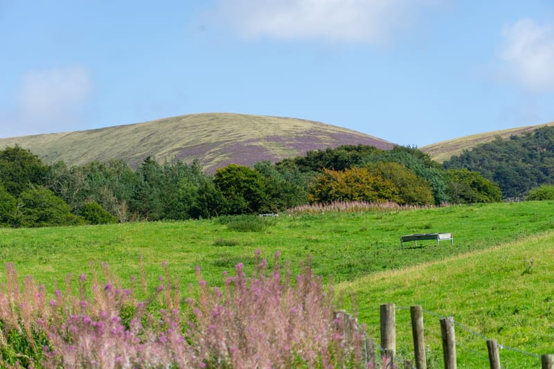 Heather on the hills