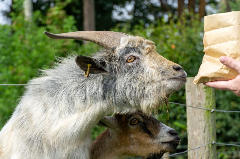 Goats at Jacksons at Jedburgh