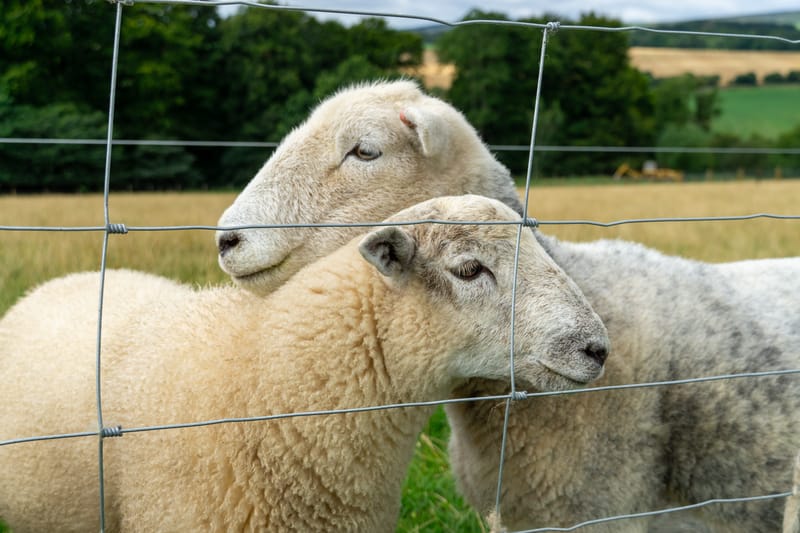 Sheep at Jacksons at Jedburgh