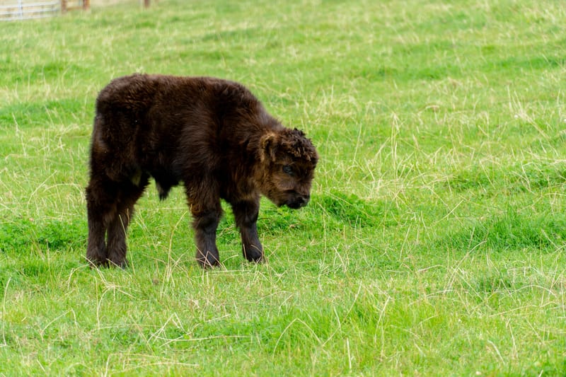 Highland Calf