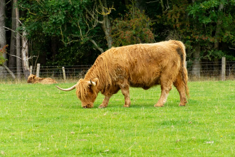 Highland Cow