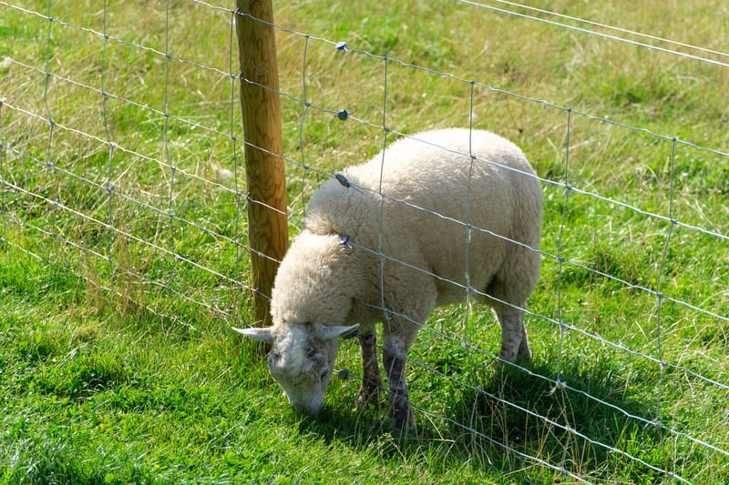 Sheep at Jacksons at Jedburgh