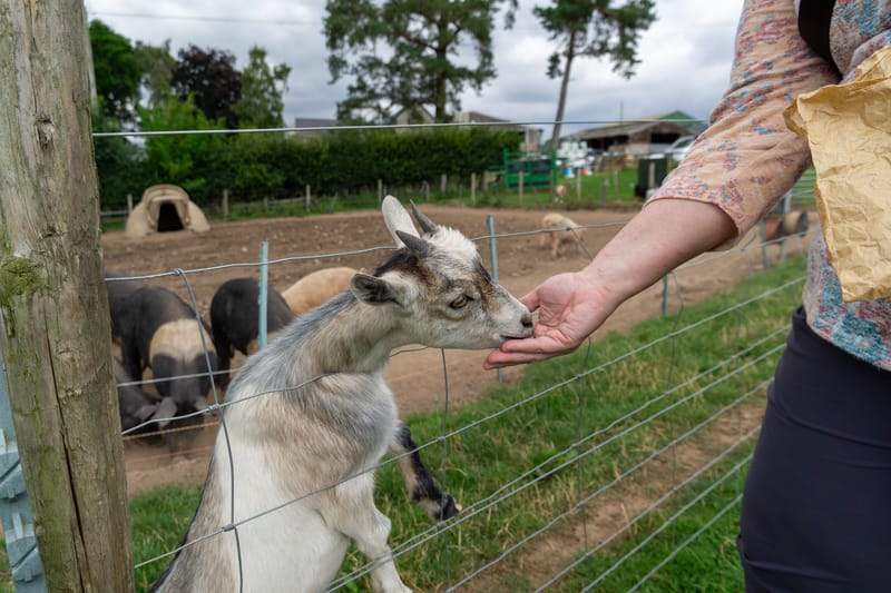 Goat at Jacksons at Jedburgh