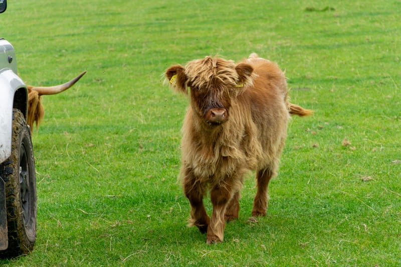 Highland Calf