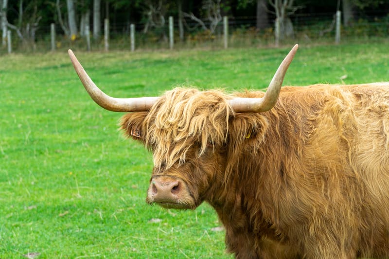 Highland Cow