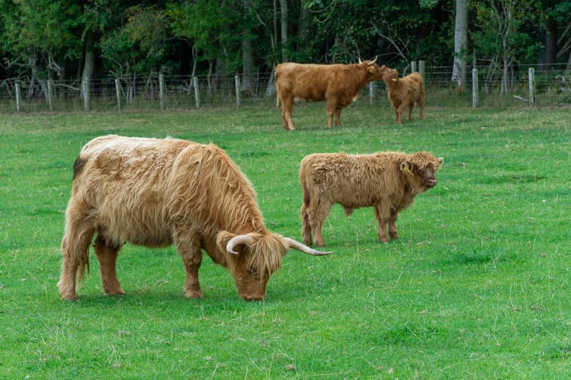 Highland Cows