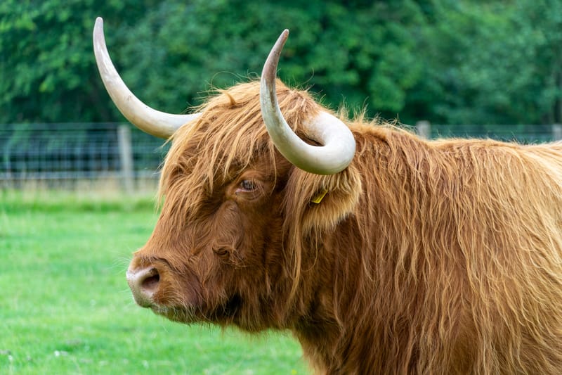 Highland Cow at Jacksons at Jedburgh