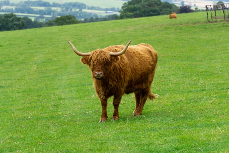 Highland Cow