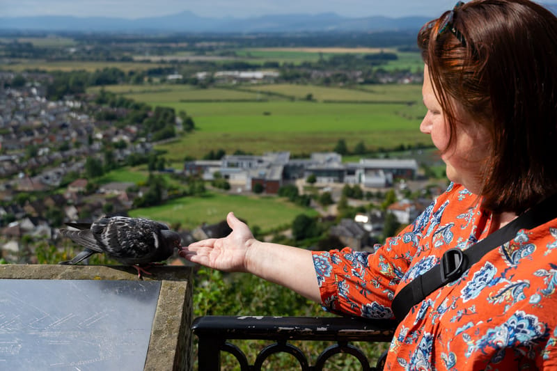 Wallace Monument Pigeon