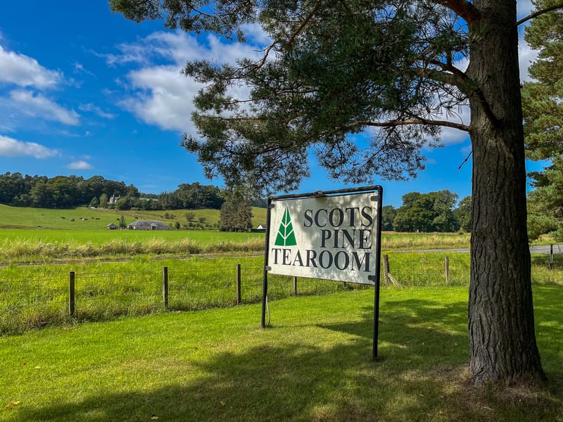 Scots Pine Teamroom