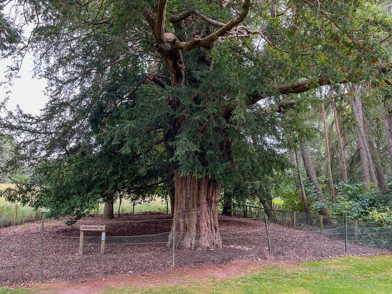 Dryburgh Abbey Yew